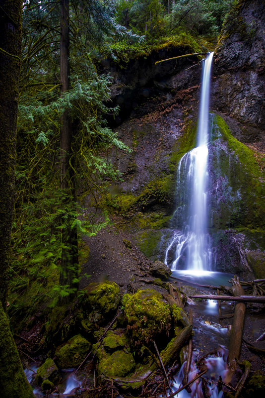 Tall single-drop waterfall cascading through lush mossy Olympic Peninsula forest